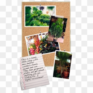 Click Here To Read More About How Much Light Plants - Botanical Garden Clipart