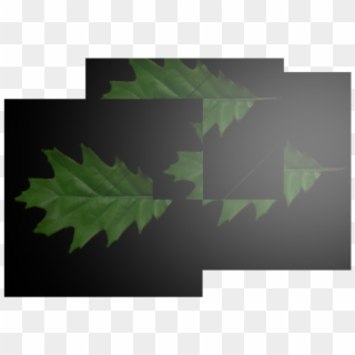 3renderedleaves 960×540 110 Kb - Maple Leaf Clipart