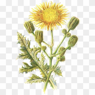 Despite This Being An Image Of A Wildflower, It Most - Sow Thistle Png Clipart