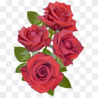 Red Rose Transparent Png Image Clipart