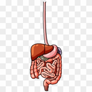 Female Digestive System - Illustration Clipart