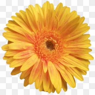 Flowers Png Tumblr Yellow Clipart