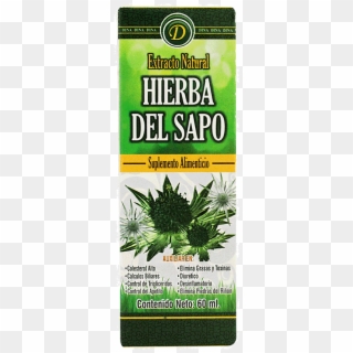 Hierba Del Sapo - Non-vascular Land Plant Clipart
