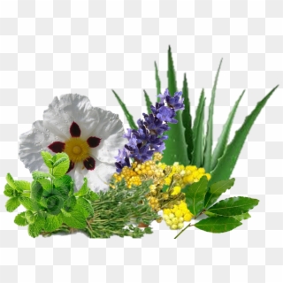 La Variedad De Hierbas, Plantas, Flores, Frutos, Cortezas - Aloe Vera Clipart