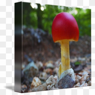 Drawing Mushrooms Top - Edible Mushroom Clipart