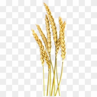 Grain Plant Png - Foxtail Millet Png Clipart