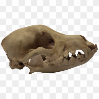 3d Printed Dog Skull Side View - Boar Clipart