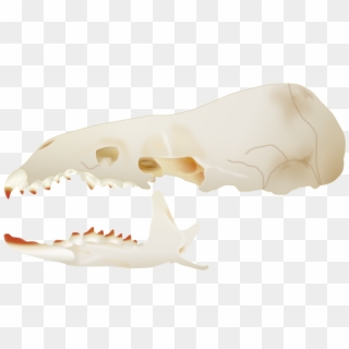 Sorex Bendirii Skull Side - Sorex Skull Clipart