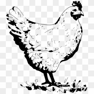 How To Set Use Chicken Drawing - Clip Art Black And White Chicken - Png Download
