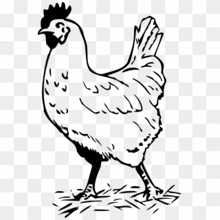 Download Png - Hen Black And White Clipart
