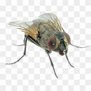 Mosca Sticker - Fly Clipart