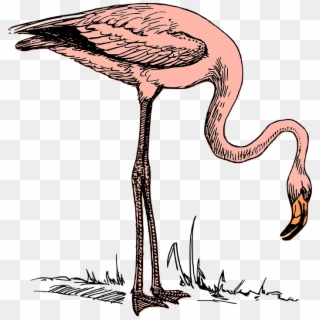 Bird Flamingo Nature Wildlife - Flamingo Clip Art - Png Download