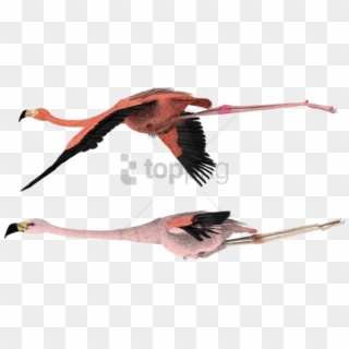 Free Png Pink Flamingos Flying Png Image With Transparent - Flamingo Fly Transparent Background Clipart