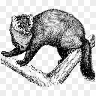 Rare Fishers Make A Comeback To Mount Rainier National - Fisher Animal Black And White Clipart
