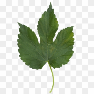 Bobek Leaf-768x1122 - Feuille Erable Sycomore Clipart