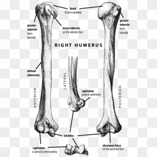 Vector Stock Anatomy Coloring Pages Bones Google Search - Humerus Bone Labeled Clipart