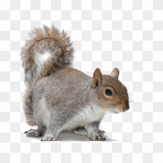 Acorn Clipart Fox Squirrel - Squirrel With No Background - Png Download