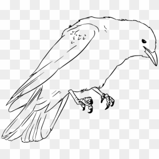Jackdaw Crow Drawing Vector Png Image - Kid Crow Coloring Page Clipart