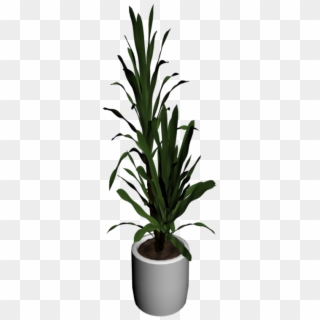 Yucca Palm Tree - Palm Tree Png In Room Clipart