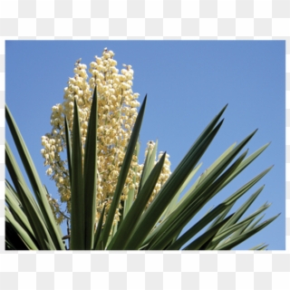 Yucca Schidigera Png Clipart