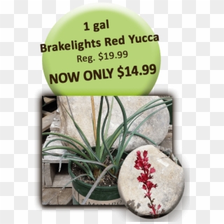 1 Gal Brakelights Red Yucca - Signage Clipart