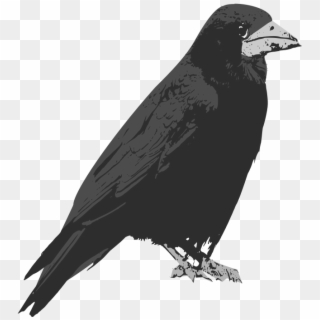 Svg Black And White Download Bird Common Raven Clip - Raven Transparent Background Black - Png Download