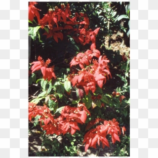 Quisqualis Mussaendiflora Red Gem - Quisqualis Mussaendiflora Clipart
