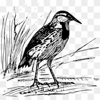 Birds Clipart Starling - Eastern Meadowlark - Png Download