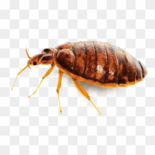 Pest Png - Bedbug Png Clipart