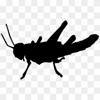 Download Png - Pest Clipart