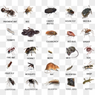 Pests Library - Bed Bugs Vs Fruit Flies Clipart