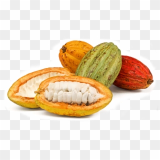 Image Module - Imagenes De Mazorcas De Cacao Clipart