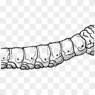 Easy Drawing Of Silkworm Clipart