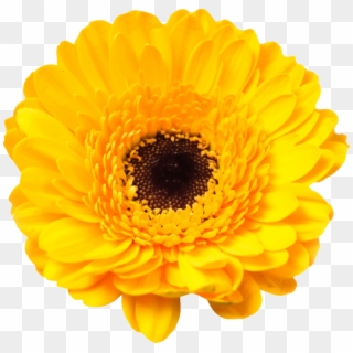 Daisy Family Cut Flowers Common Daisy - Yellow Daisy Clipart