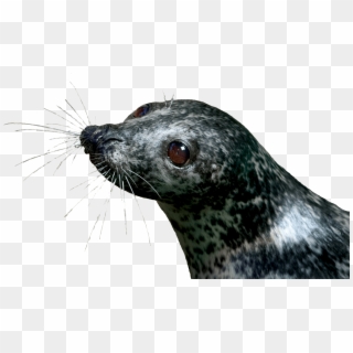 Seal Png Clipart