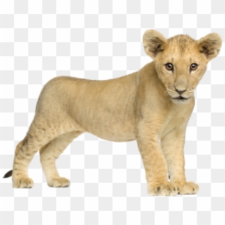 Lion Transparent Free Png - Lion Cub White Background Clipart