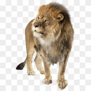 Angry Lion On A - Lion Transparent Clipart
