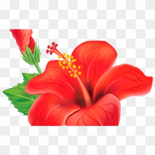 Red Exotic Flower Png Clipart Picture Poroplast Pinterest - Jaswand Png Transparent Png