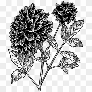 Dahlia Flower Drawing Line Art Bud - Dahlia Clipart Black And White - Png Download