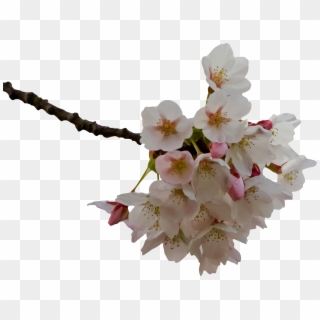 This Free Icons Png Design Of Cherry Blossom Clipart