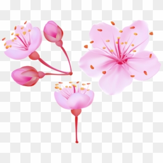 Free Png Download Spring Cherry Blossoms Png Images - Cherry Blossom Flower Png Clipart
