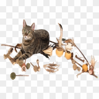 Many Manufacturers Also Make Chewing Sticks Which Are - Domestic Short-haired Cat Clipart