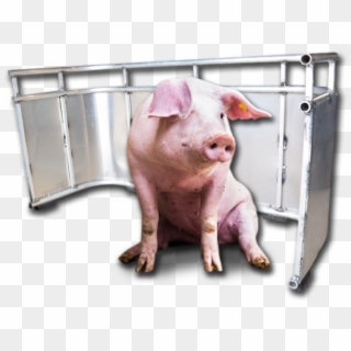Pig Quarantine Clipart