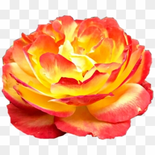#sunburst #rose #flower #yellow #red #orange #beautiful - Garden Roses Clipart