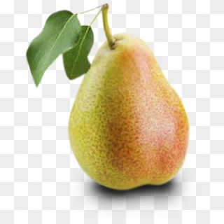 Pera - Asian Pear Clipart