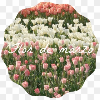 Flor De Marzo - Tulip Field Clipart