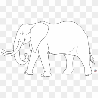 African Elephant Line Drawing 24844 - African Elephant Trace Clipart