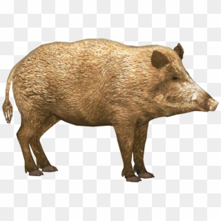 Boar Png Clipart