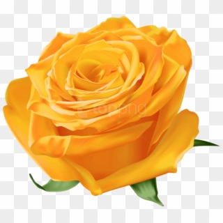 Free Png Download Orange Rose Png Images Background - Natural Blue Rose Png Clipart