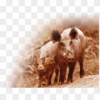 Wild Boars Thrive In Palm Tree Plantations, But A Recent - Domestic Pig Clipart